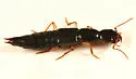 Homaeotarsus pallipes - photo 2