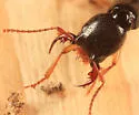 Homaeotarsus pallipes - photo 3