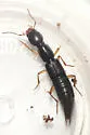 Homaeotarsus pallipes - photo 4