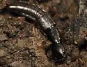 Homaeotarsus pallipes - photo 5