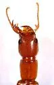 Homaeotarsus parallelum - photo 2