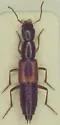Homaeotarsus sellatus