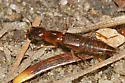 Homaeotarsus strenuus