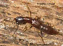 Homaeotarsus strenuus - photo 2