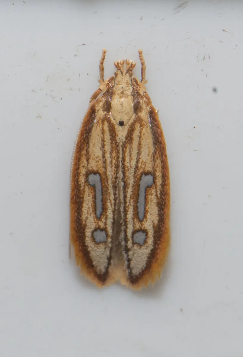 Exclamation Moth - Hodges#1421 - photo 2