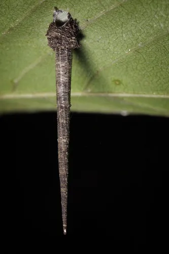 Octagonal Casemaker Moth - Hodges#1398 - photo 2