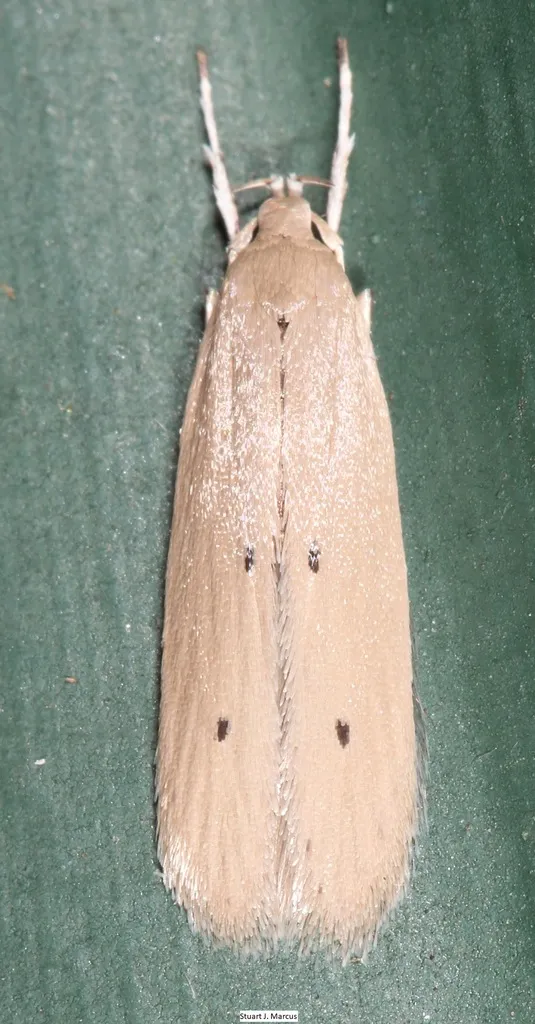 Palm Leaf Skeletonizer - Hodges#1422