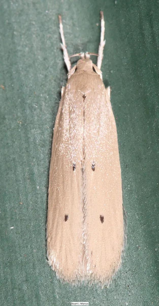 Palm Leaf Skeletonizer - Hodges#1422 - photo 2
