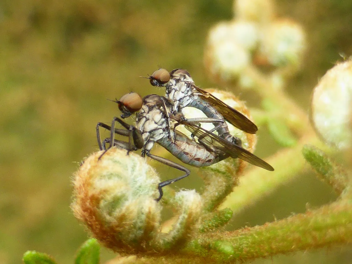 Homalocnemidae - photo 3