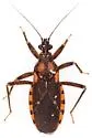 Homalocoris erythrogaster - photo 2