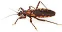 Homalocoris erythrogaster - photo 3