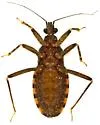 Homalocoris erythrogaster - photo 4