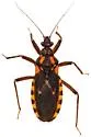 Homalocoris erythrogaster - photo 5