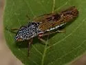 Homalodisca elongata - photo 3