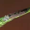 Homalodisca elongata - photo 4