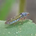 Homalodisca elongata - photo 5
