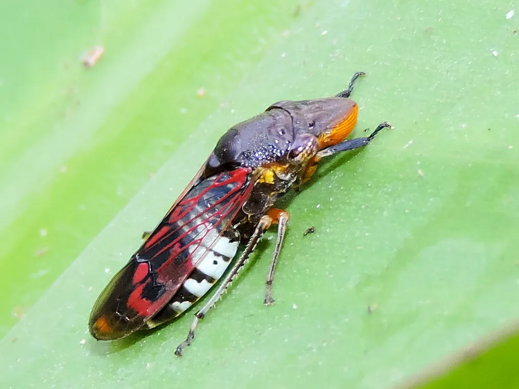 Homalodisca ichthyocephala - photo 2
