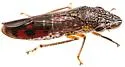 Smoketree Sharpshooter - photo 2