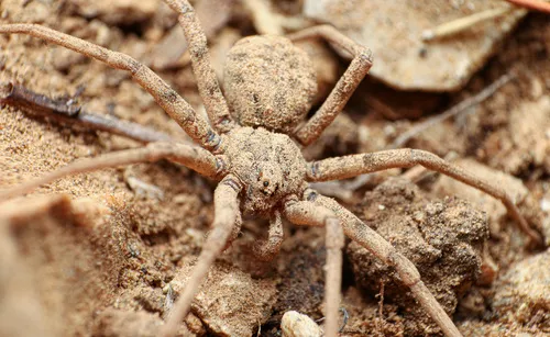 Homalonychus selenopoides