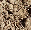 Homalonychus theologus - photo 3