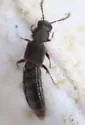 Homalota plana - photo 2
