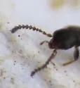 Homalota plana - photo 3