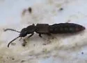 Homalota plana - photo 5