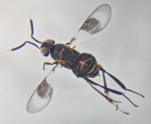 Homalotylus hemipterinus