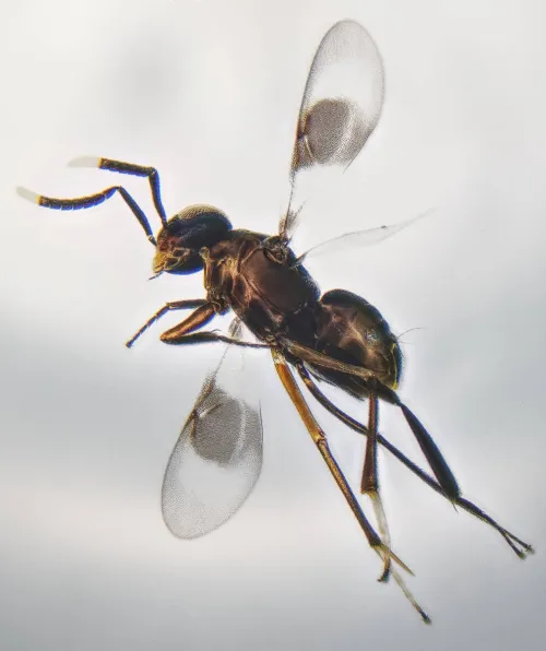 Homalotylus hemipterinus - photo 2