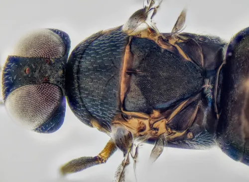 Homalotylus hemipterinus - photo 3