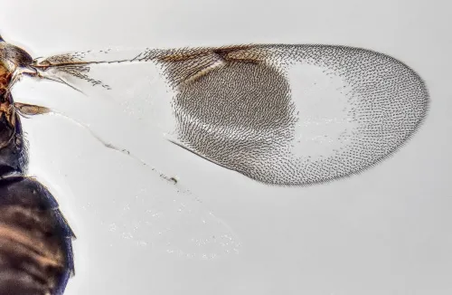 Homalotylus hemipterinus - photo 4