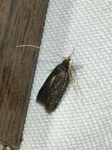 Homaloxestis briantiella - photo 4