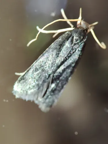 Homaloxestis briantiella - photo 5