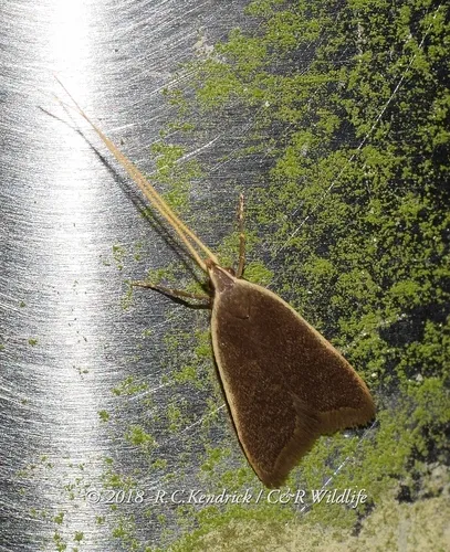Homaloxestis multidentalis