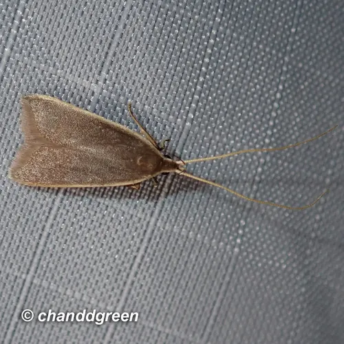 Homaloxestis multidentalis - photo 5
