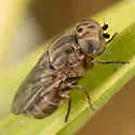Homaluroides distichliae
