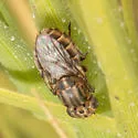 Homaluroides distichliae - photo 2