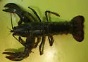 American Lobster