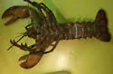 American Lobster - photo 2