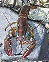 American Lobster - photo 3