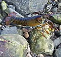 American Lobster - photo 4