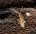 Homidia socia - photo 3