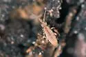 Homidia socia - photo 4
