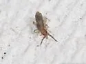 Homidia socia - photo 5