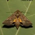Homoanarta falcata - Hodges#9614