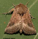 Homoanarta falcata - Hodges#9614 - photo 2
