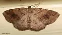 Pale Homochlodes - Hodges#6812