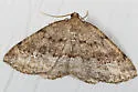 Pale Homochlodes - Hodges#6812 - photo 2
