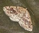 Pale Homochlodes - Hodges#6812 - photo 3