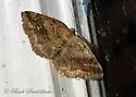 Pale Homochlodes - Hodges#6812 - photo 4